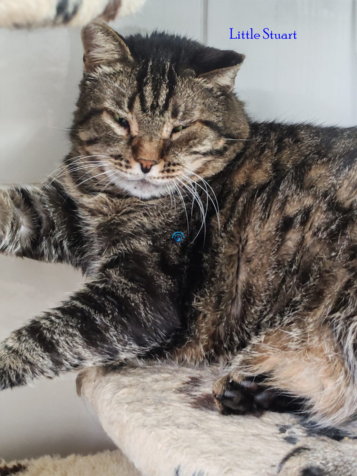 Irina/Katzen/Little Stuart/Little Stuart17.jpg